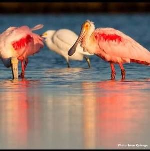 Meet your Posher, Jane